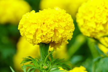 Marigold flowers close up