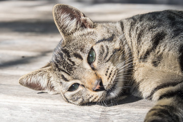 Cat lying down resting in the sun