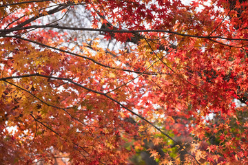 Fototapeta premium Fall in Tofukuji Temple, Kyoto, Japan