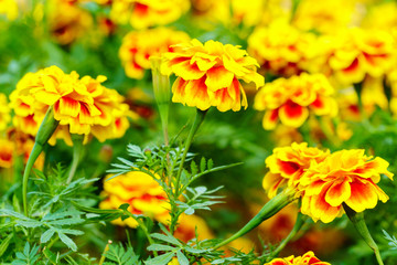 Marigold flowers close up
