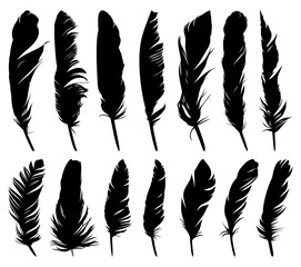 Feathers of birds. 