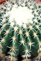Cactus / Round cactus in Mexico