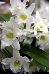 Orchid / Branch of a beautiful orchids