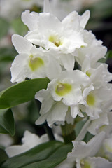 White Orchids  / Branch of a beautiful orchids