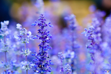 Purple white salvia flowers close up