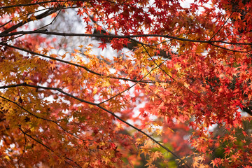 Fall in Tofukuji Temple, Kyoto, Japan