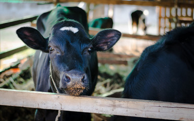 the cow in his house.