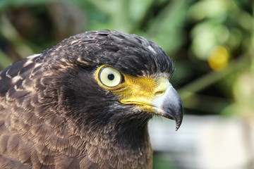 Falcon Peregrine or golden eagle, Closeup