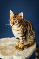 bengal cat kitten brown spotted