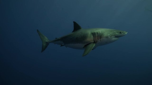 A great white shark is passing by at Guadalupe Island, Mexico.