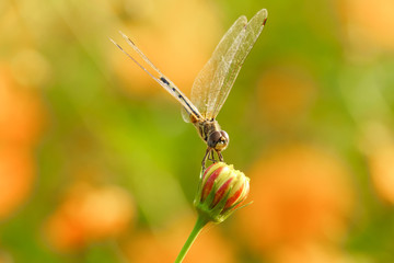 Yellow black pattern dragon fly close up