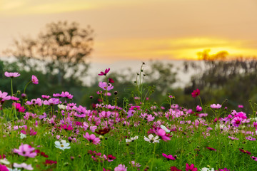 Obraz premium Pink cosmos in twilight time