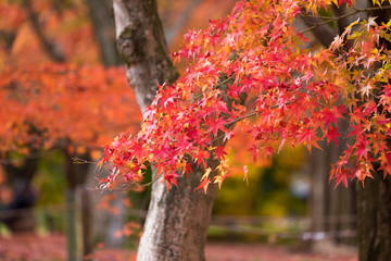 Fall in Tofukuji Temple, Kyoto, Japan