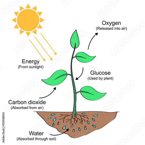 "Photosynthesis process labelled illustration" Stock image and royalty