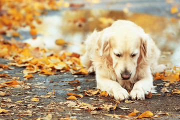 Funny labrador retriever in autumn park after rain