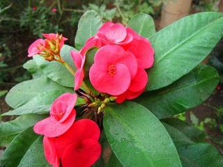 euphorbia flower