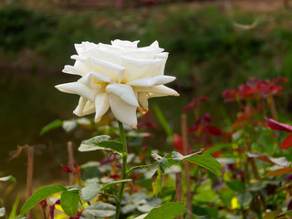 Obraz premium White rose on tree branch