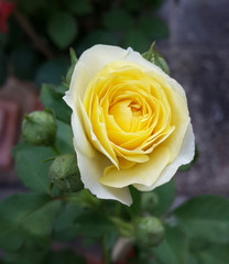 Fragrant yellow rose