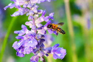 Bee with purple salvia