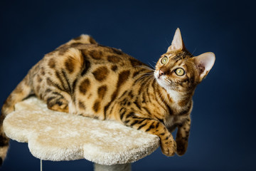 bengal cat kitten brown spotted