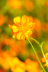 Orange cosmos flower close up