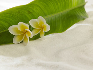 white yellow frangipani