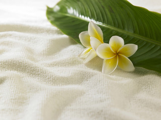 white yellow frangipani