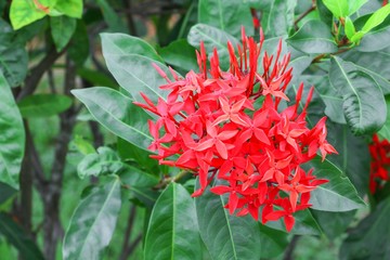 red flower spike beautiful  on the tree Rubiaceae Ixora 