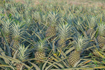 Obraz premium Pineapple plant, tropical fruit growing in a farm