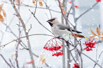 Waxwing bird sitting on a branch of rowan in frost