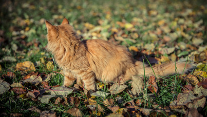 Red domestic tomcat among the grass and leaves