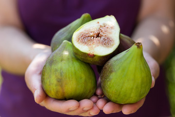 Close up of figs in farmer hands
