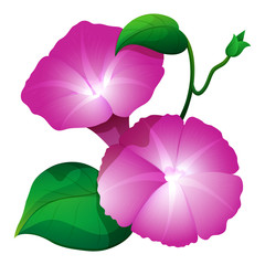 Pink morning glory flower with green leaves