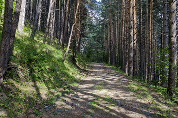 Obraz premium Autumn sunlit forest pine-trees with ecological path, Vitosha mountain, Bulgaria 