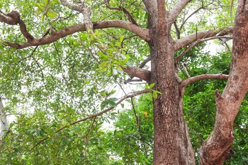 branch and leaf of tree beautiful in the forest