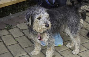 Dog in park