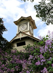 Sapporo Clock Tower and lilac 