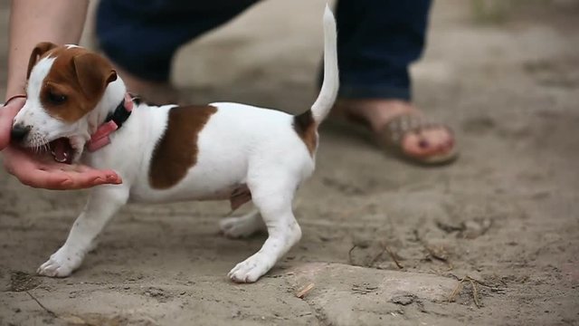 Cheerful puppy Jack Russell terrier playfully biting the fingers of its owner