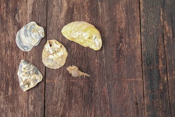 Shells on old wooden table. Top view with copy space