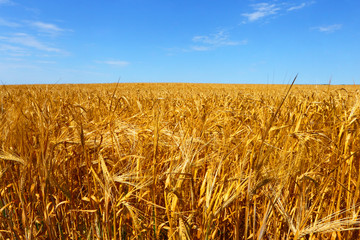 A farmer's field. Wheat.