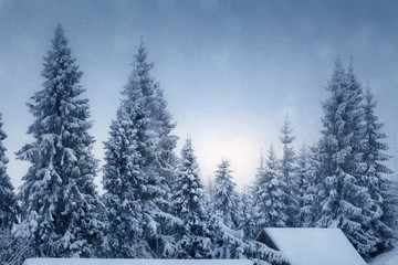 Winter landscape with snow covered fir trees