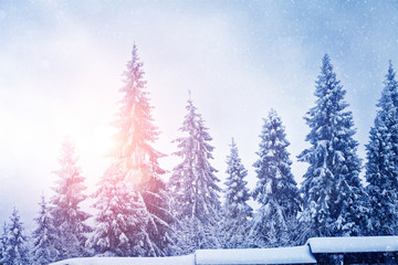 Trees in snow and sun light