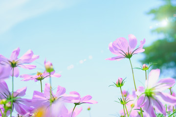 Obraz na płótnie Canvas cosmea flower under sunlight and blue sky with selective focus with sun lighting flare effect.