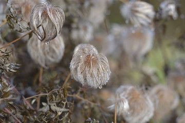 Clematis montana and dew
