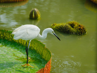 Intermediate Egret on big lotus leaf in public park. Bangkok, Thailand