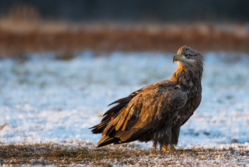 White tailed Eagle (Haliaeetus albicilla)
