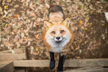 Fox climb up for food