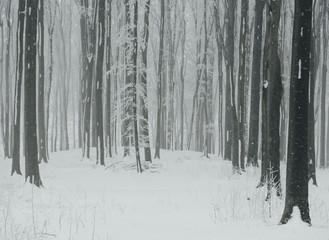 Winter forest. Snow and frozen trees in cold weather