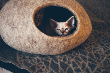 Plakat Devon Rex cat and kitten are sleeping in felted warm sleeping pet bed. Cats like to sleep in cave made of wool - simple minimal handmade design. Scandinavian style, natural colors. Sun light