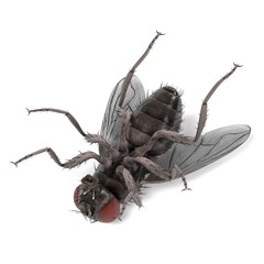 realistic 3d render of musca domestica - common fly
